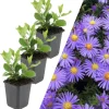 NatureNest Pflanzen & Zubehör<3 Asterpflanzen Aster ageratoides 'Asran'