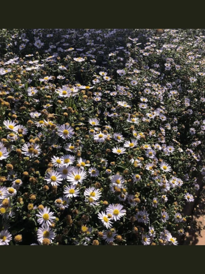 NatureNest Pflanzen & Zubehör<3 Asterpflanzen Aster ageratoides 'Asran'