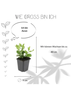 NatureNest Pflanzen & Zubehör<3 Asterpflanzen Aster ageratoides 'Asran'