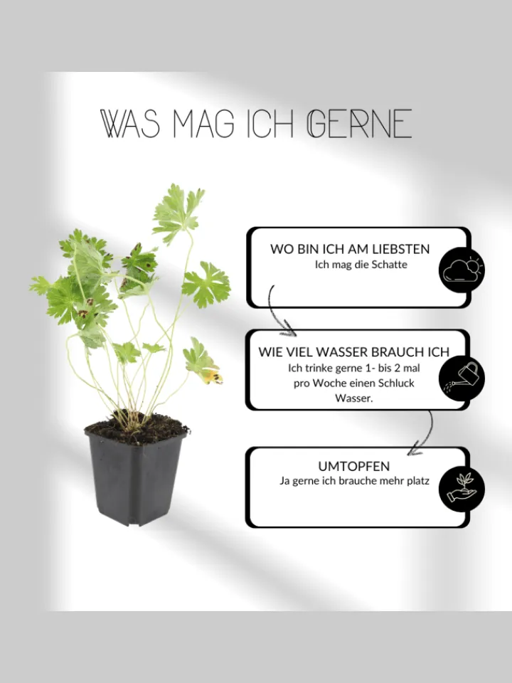 NatureNest Pflanzen & Zubehör<3 Asterpflanzen Aster ageratoides 'Asran'