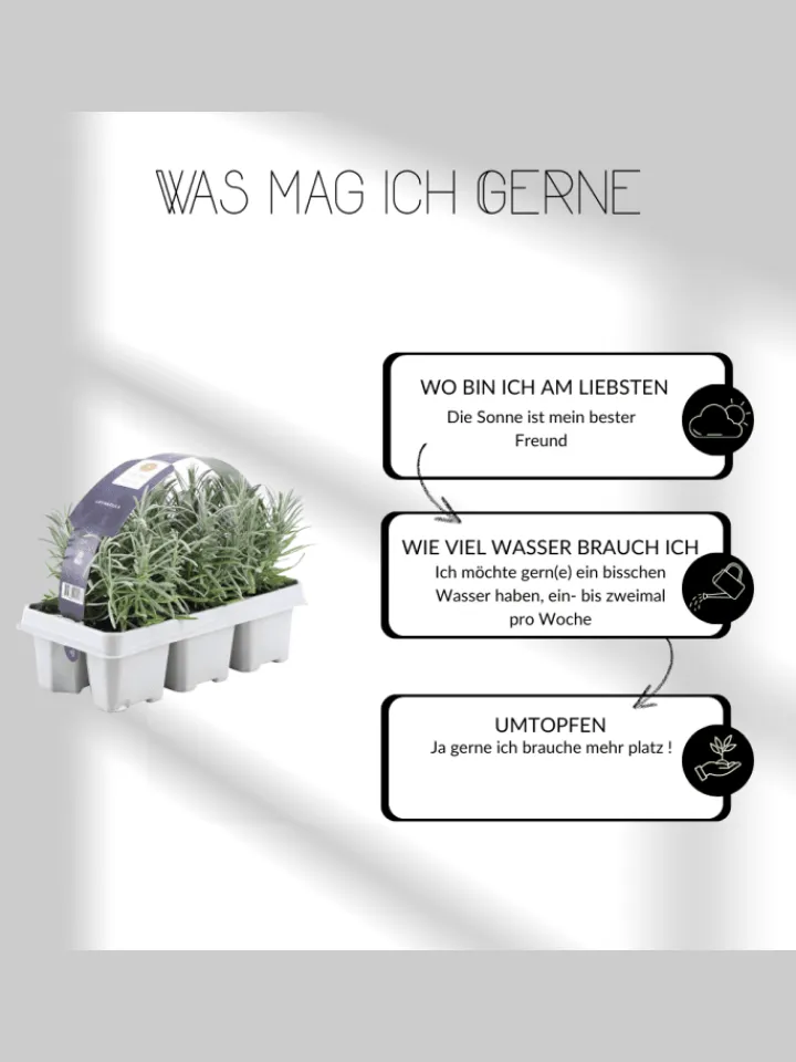 NatureNest Pflanzen & Zubehör<6 blaue Lavendelpflanzen