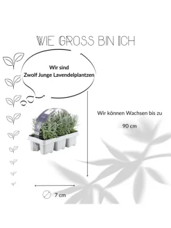 NatureNest Pflanzen & Zubehör<24 blaue Lavendelpflanzen winterhart