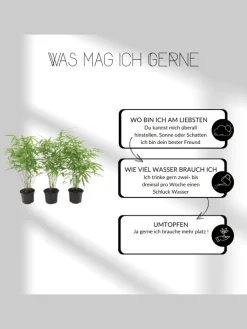 NatureNest Pflanzen & Zubehör<48 blaue Lavendelpflanzen winterhart