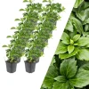 NatureNest Pflanzen & Zubehör<12 Dickmannskraut pflanzen Pachysandra terminalis