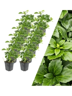 NatureNest Pflanzen & Zubehör<12 Dickmannskraut pflanzen Pachysandra terminalis