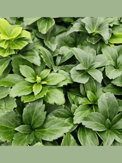 NatureNest Pflanzen & Zubehör<12 Dickmannskraut pflanzen Pachysandra terminalis