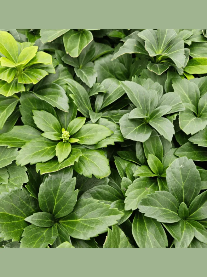 NatureNest Pflanzen & Zubehör<12 Dickmannskraut pflanzen Pachysandra terminalis