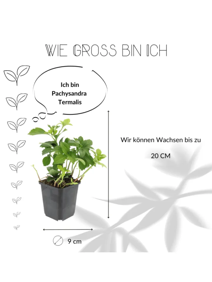 NatureNest Pflanzen & Zubehör<12 Dickmannskraut pflanzen Pachysandra terminalis
