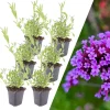 NatureNest Pflanzen & Zubehör<6 Eisenkraut pflanzen Verbena bonariensis