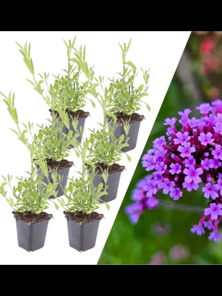 NatureNest Pflanzen & Zubehör<6 Eisenkraut pflanzen Verbena bonariensis
