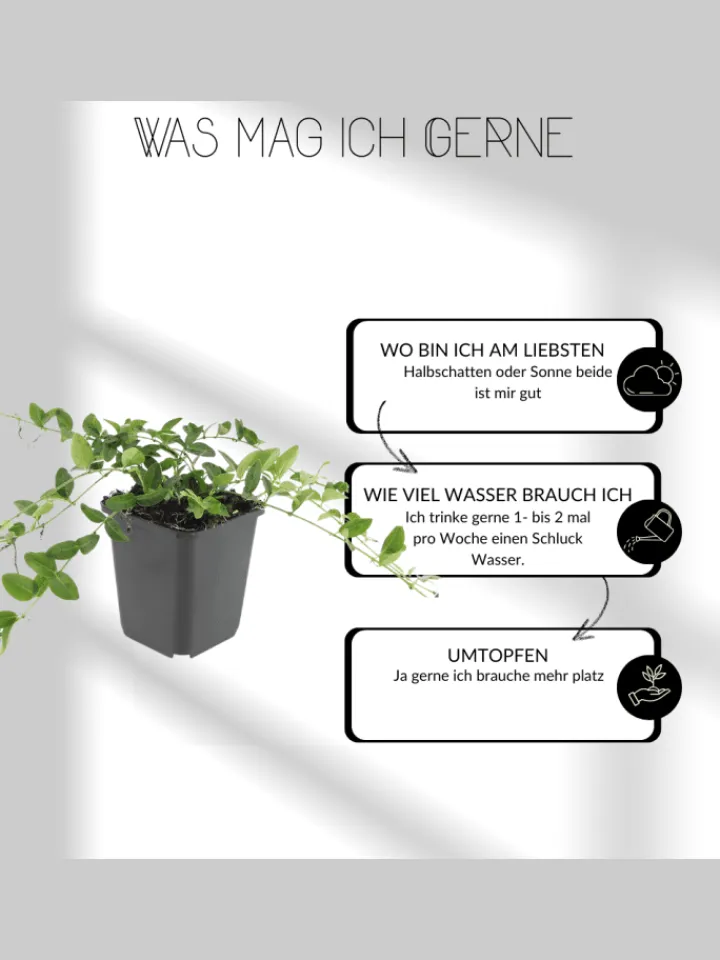 NatureNest Pflanzen & Zubehör<6 Eisenkraut pflanzen Verbena bonariensis