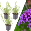 NatureNest Pflanzen & Zubehör<3 Eisenkraut pflanzen Verbena bonariensis