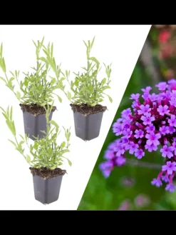 NatureNest Pflanzen & Zubehör<3 Eisenkraut pflanzen Verbena bonariensis