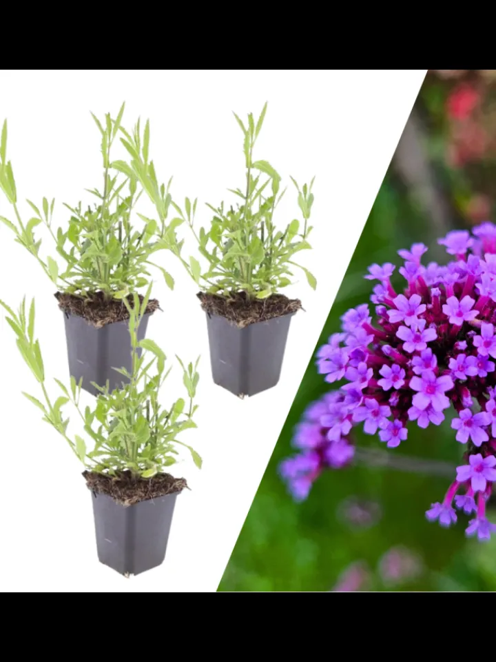 NatureNest Pflanzen & Zubehör<3 Eisenkraut pflanzen Verbena bonariensis