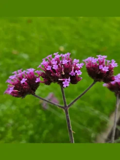NatureNest Pflanzen & Zubehör<3 Eisenkraut pflanzen Verbena bonariensis