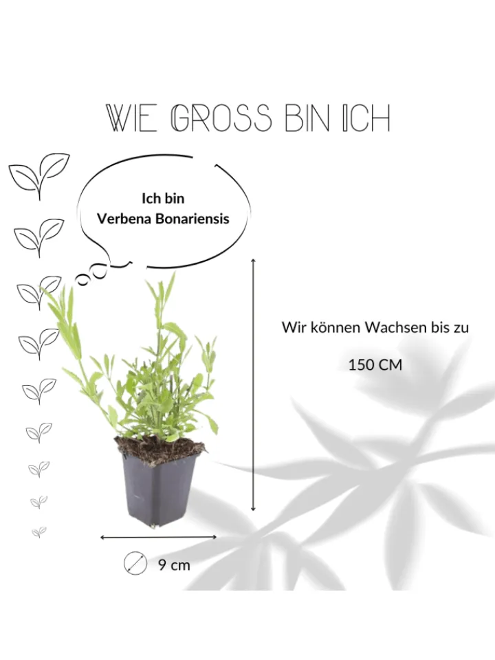 NatureNest Pflanzen & Zubehör<3 Eisenkraut pflanzen Verbena bonariensis