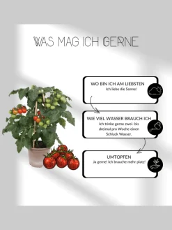 NatureNest Pflanzen & Zubehör<3 Eisenkraut pflanzen Verbena bonariensis