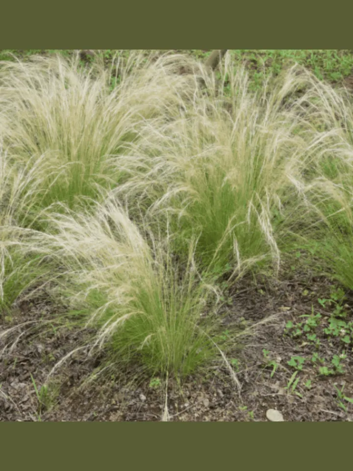 NatureNest Pflanzen & Zubehör<3 Federgras pflanzen Stipa tenuissima 'Ponytails'