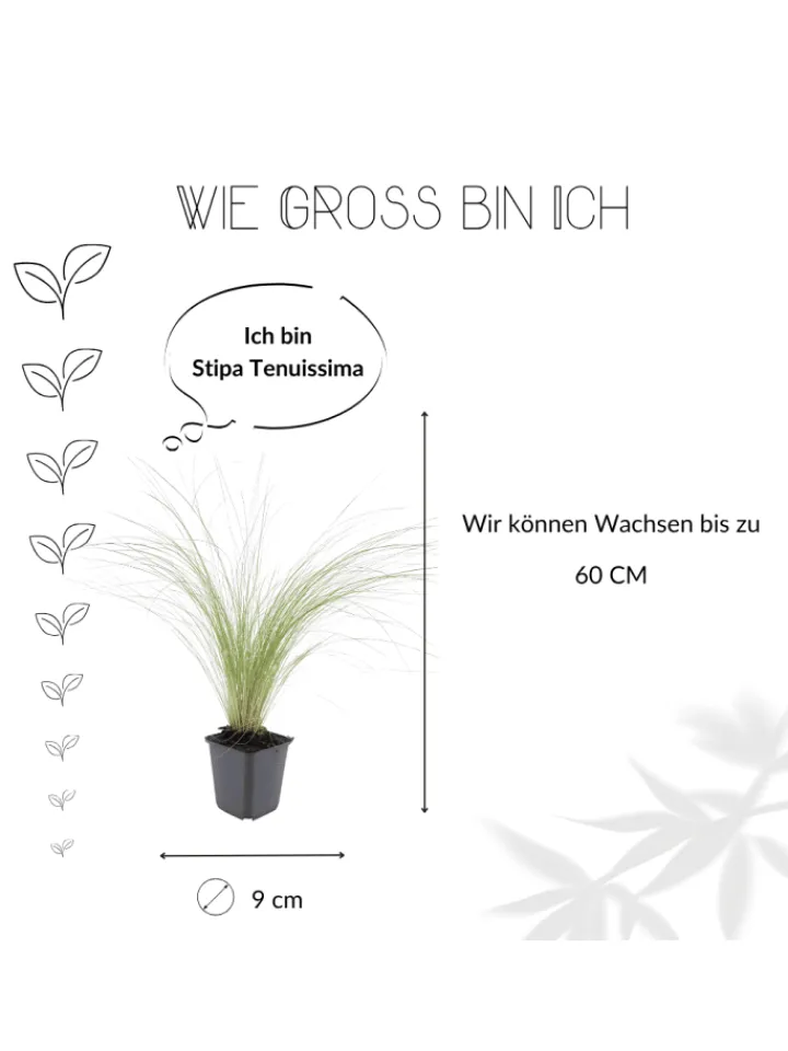 NatureNest Pflanzen & Zubehör<3 Federgras pflanzen Stipa tenuissima 'Ponytails'