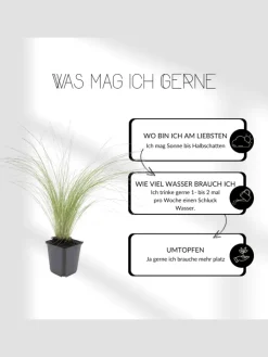 NatureNest Pflanzen & Zubehör<3 Federgras pflanzen Stipa tenuissima 'Ponytails'