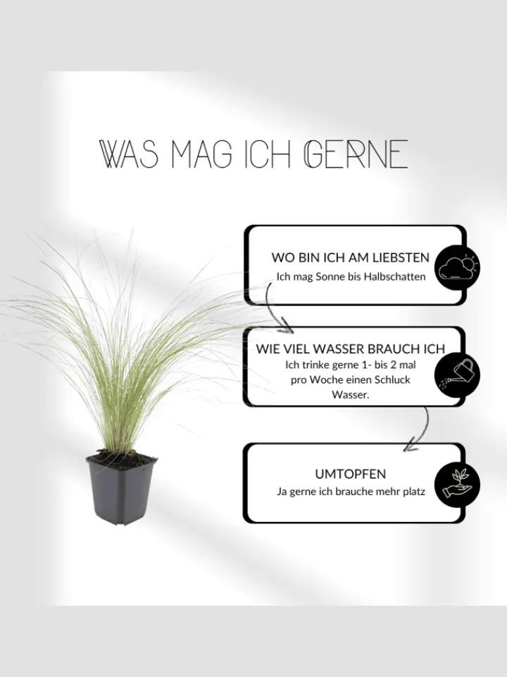 NatureNest Pflanzen & Zubehör<3 Federgras pflanzen Stipa tenuissima 'Ponytails'