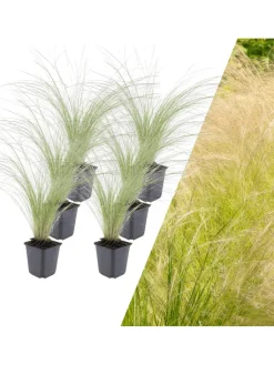 NatureNest Pflanzen & Zubehör<6 Federgraspflanzen Stipa tenuissima 'Ponytails'