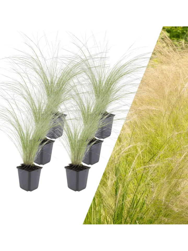 NatureNest Pflanzen & Zubehör<6 Federgraspflanzen Stipa tenuissima 'Ponytails'