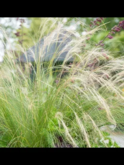 NatureNest Pflanzen & Zubehör<6 Federgraspflanzen Stipa tenuissima 'Ponytails'