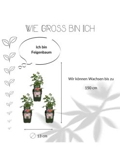 NatureNest Pflanzen & Zubehör<3 Feigenbaum-Pflanzen