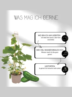 NatureNest Pflanzen & Zubehör<3 Goldbeere pflanzen Waldsteinia ternata