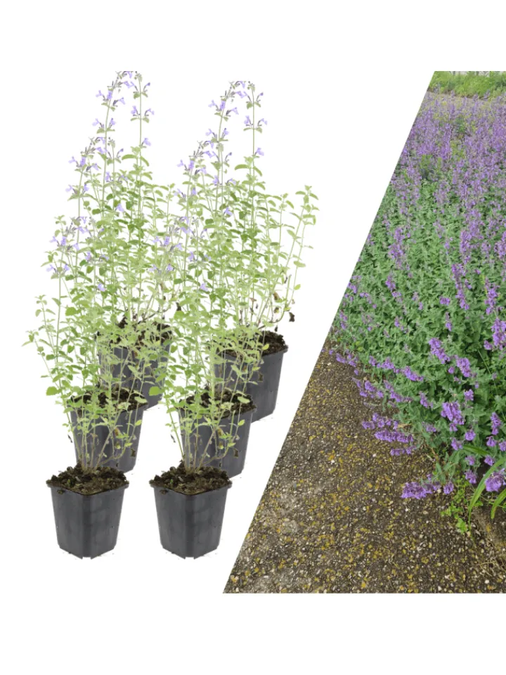 NatureNest Pflanzen & Zubehör<6 Katzenminze-Pflanzen Nepeta 'Walker's Low'