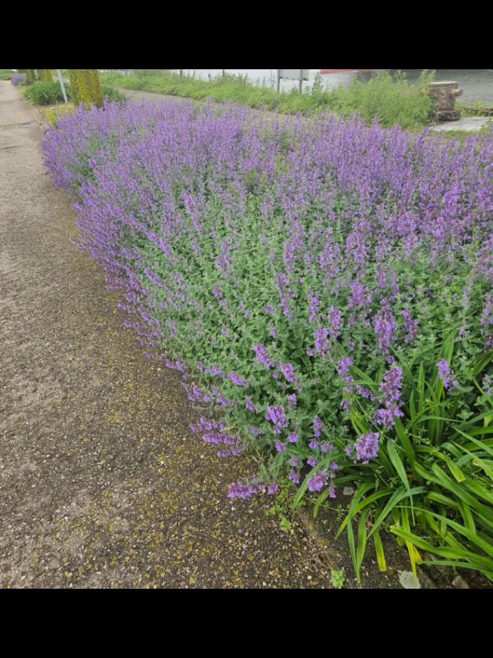 NatureNest Pflanzen & Zubehör<6 Katzenminze-Pflanzen Nepeta 'Walker's Low'