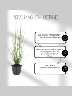 NatureNest Pflanzen & Zubehör<6 Katzenminze-Pflanzen Nepeta 'Walker's Low'