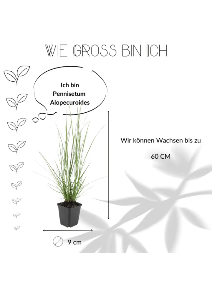NatureNest Pflanzen & Zubehör<6 Lampengras pflanzen Pennisetum alopecuroides 'Hameln'