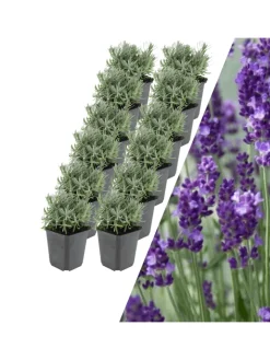 NatureNest Pflanzen & Zubehör<12 Lavendelpflanzen Lavandula angustifolia 'Hidcote'