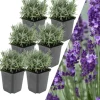 NatureNest Pflanzen & Zubehör<6 Lavendelpflanzen Lavandula angustifolia 'Hidcote'