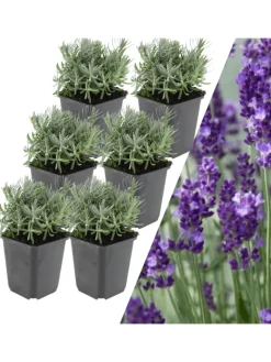 NatureNest Pflanzen & Zubehör<6 Lavendelpflanzen Lavandula angustifolia 'Hidcote'