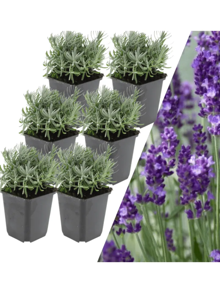 NatureNest Pflanzen & Zubehör<6 Lavendelpflanzen Lavandula angustifolia 'Hidcote'