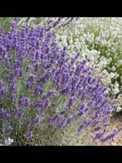 NatureNest Pflanzen & Zubehör<6 Lavendelpflanzen Lavandula angustifolia 'Hidcote'