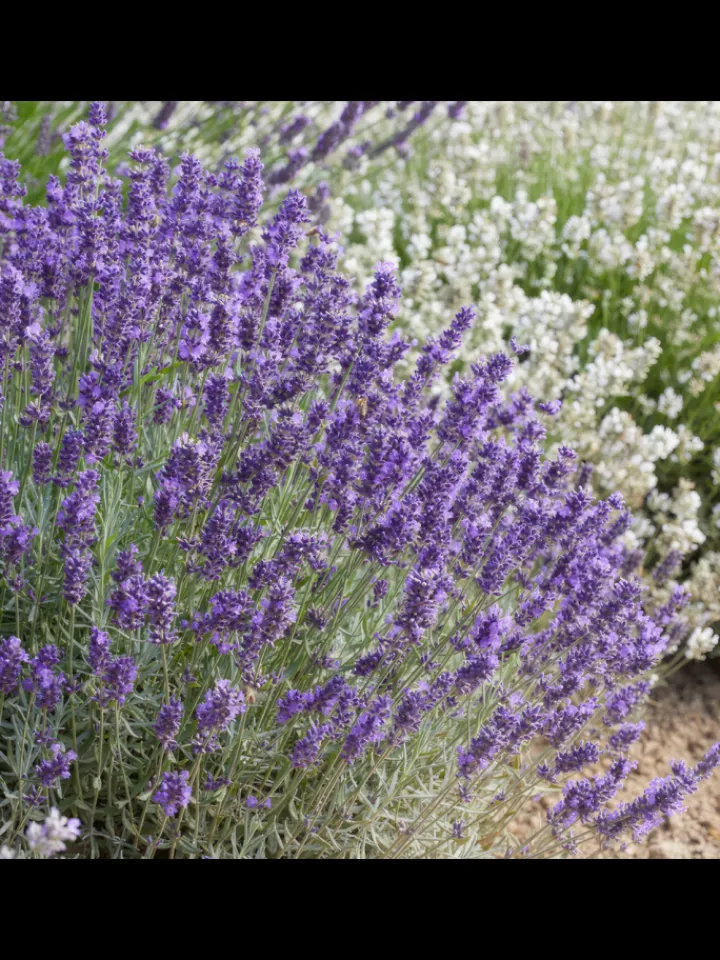 NatureNest Pflanzen & Zubehör<6 Lavendelpflanzen Lavandula angustifolia 'Hidcote'