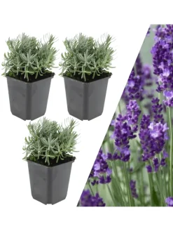 NatureNest Pflanzen & Zubehör<3 Lavendelpflanzen Lavandula angustifolia 'Hidcote'