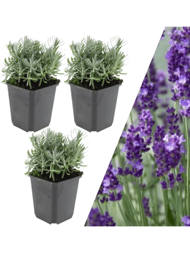 NatureNest Pflanzen & Zubehör<3 Lavendelpflanzen Lavandula angustifolia 'Hidcote'
