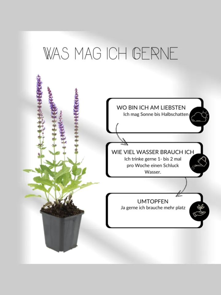 NatureNest Pflanzen & Zubehör<3 Lavendelpflanzen Lavandula angustifolia 'Hidcote'
