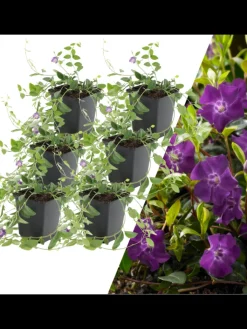 NatureNest Pflanzen & Zubehör<6 Purpur-Immergrün-Pflanzen Vinca minor 'Atropurpurea'