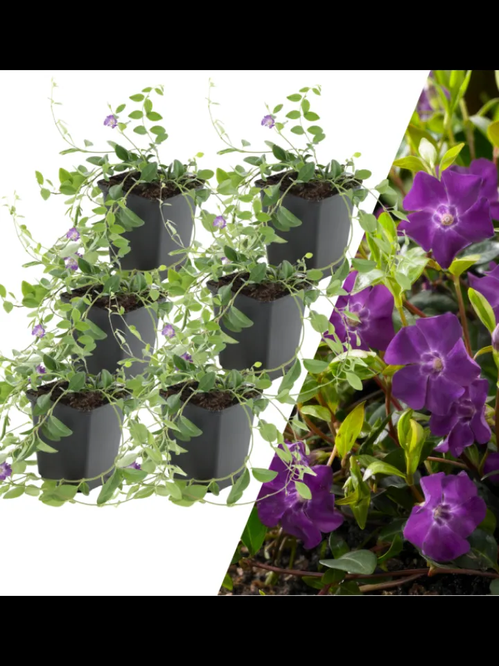 NatureNest Pflanzen & Zubehör<6 Purpur-Immergrün-Pflanzen Vinca minor 'Atropurpurea'