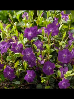 NatureNest Pflanzen & Zubehör<6 Purpur-Immergrün-Pflanzen Vinca minor 'Atropurpurea'