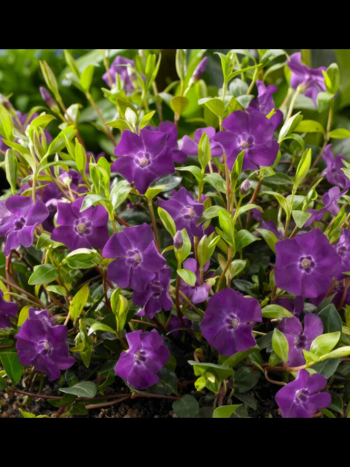 NatureNest Pflanzen & Zubehör<6 Purpur-Immergrün-Pflanzen Vinca minor 'Atropurpurea'