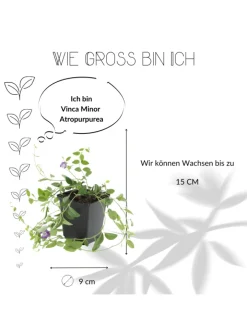 NatureNest Pflanzen & Zubehör<6 Purpur-Immergrün-Pflanzen Vinca minor 'Atropurpurea'