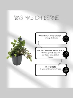 NatureNest Pflanzen & Zubehör<6 Purpur-Immergrün-Pflanzen Vinca minor 'Atropurpurea'