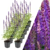 NatureNest Pflanzen & Zubehör<12 Salbei pflanzen Salvia nemorosa 'Ostfriesland'